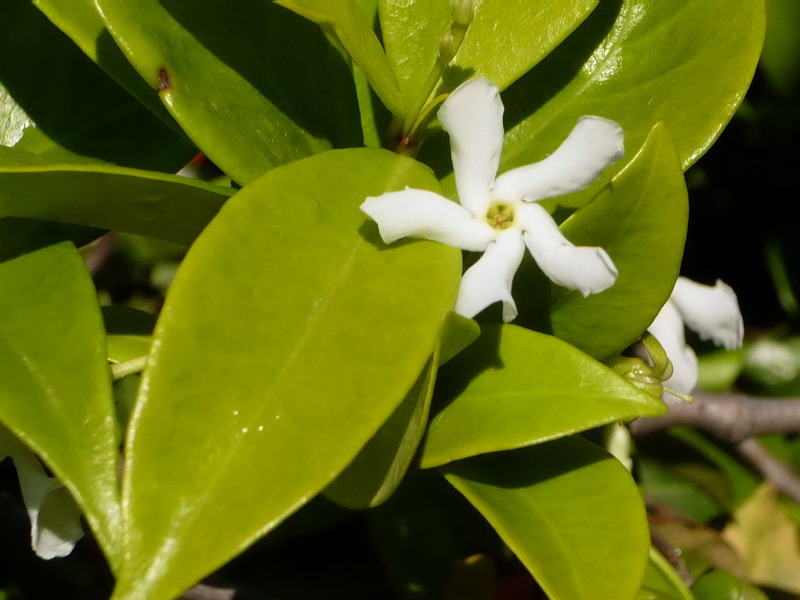 Image of Trachelospermum jasminoides specimen.
