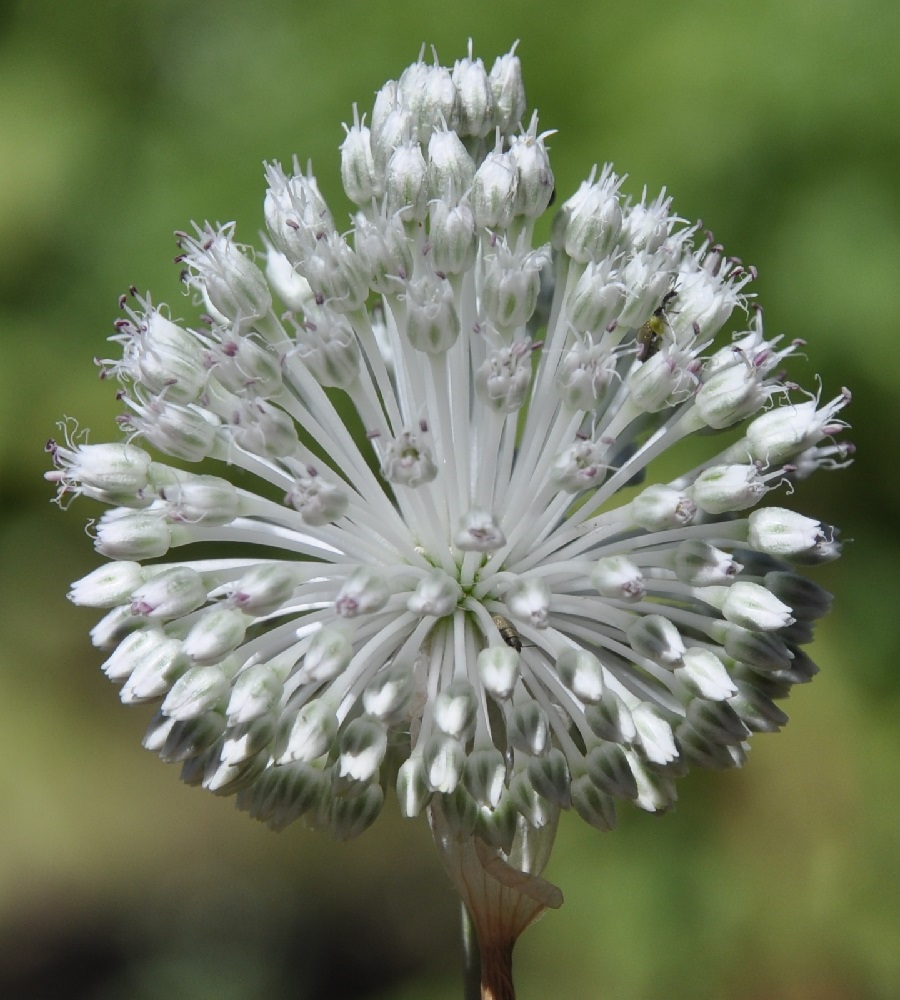 Изображение особи Allium guttatum ssp. sardoum.