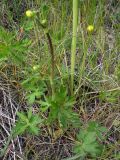 Ranunculus acris