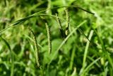 Carex jaluensis. Верхушка побега с соплодиями и отцветшим мужским колоском. Приморский край, Шкотовский р-н, левый берег р. Суходол между с. Романовка и пос. Новонежино, полидоминантный долинный лес. 06.07.2014.