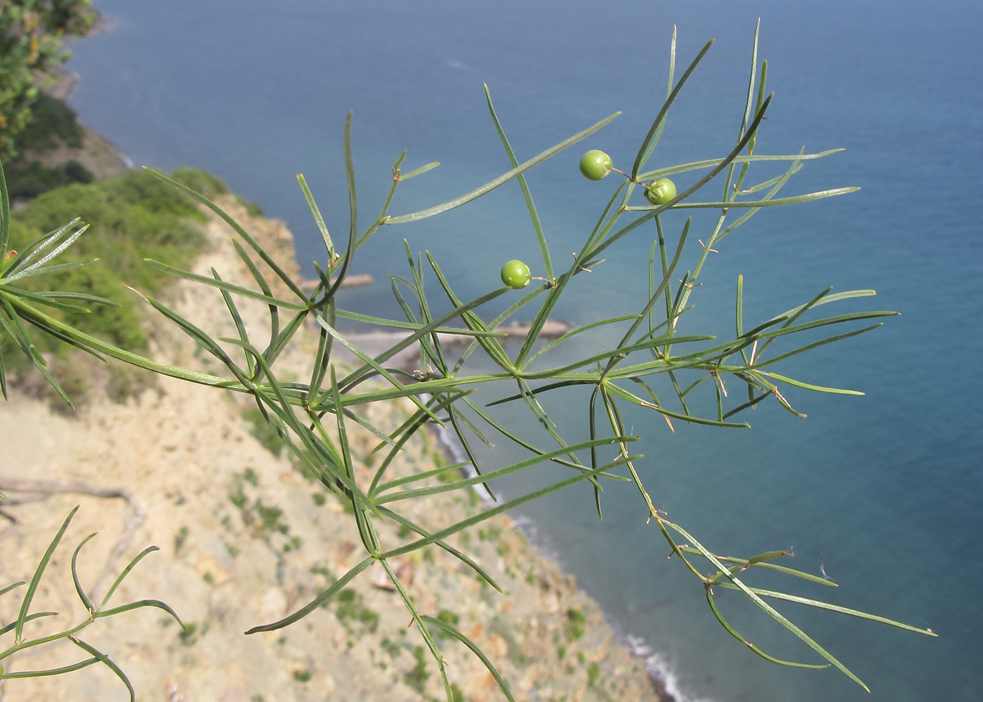 Image of Asparagus verticillatus specimen.