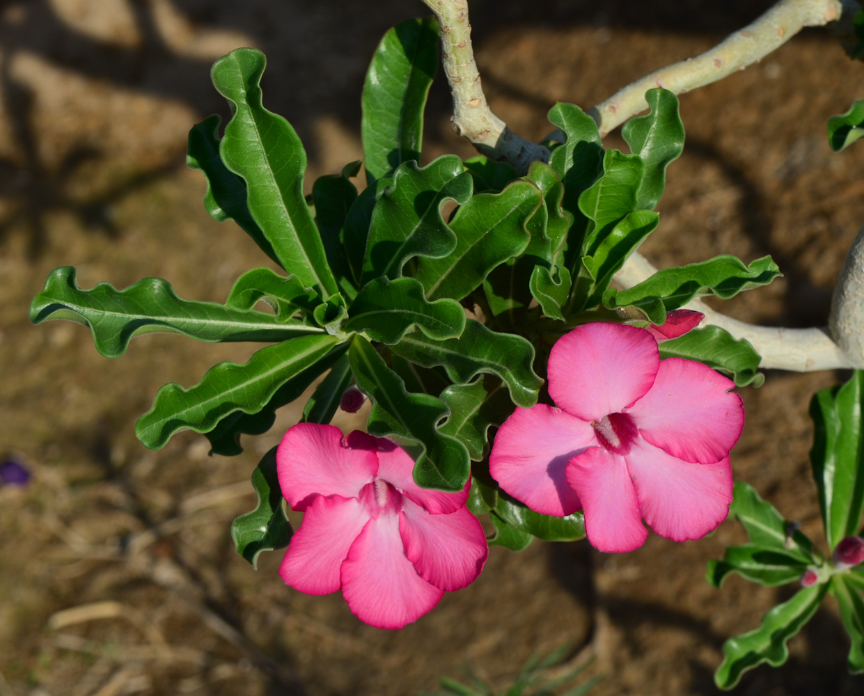 Image of Adenium obesum specimen.