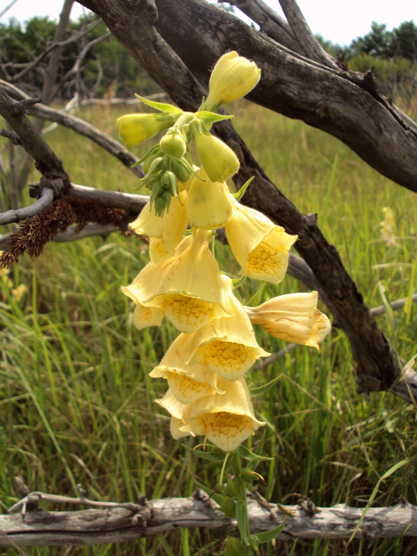 Изображение особи Digitalis grandiflora.