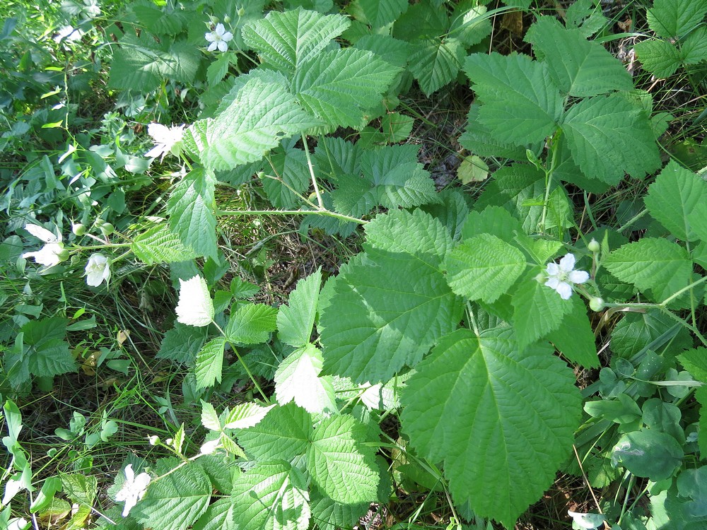 Изображение особи Rubus caesius.