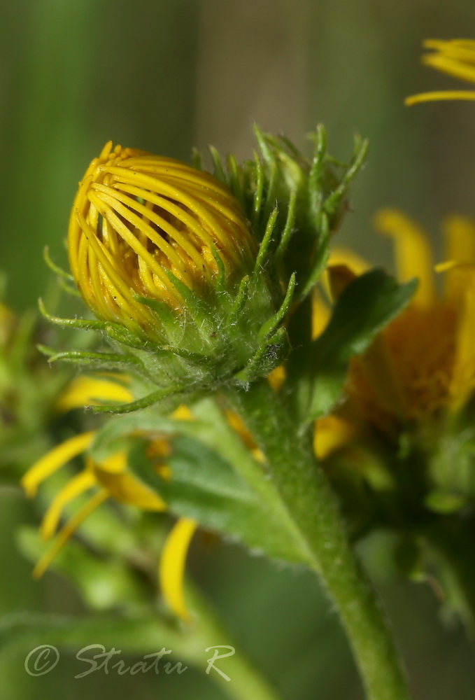 Image of Inula britannica specimen.