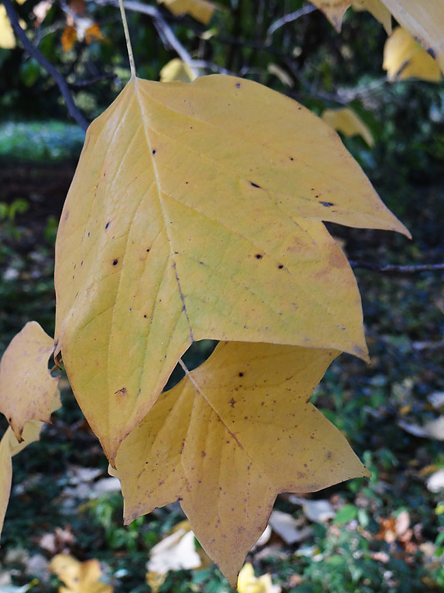 Изображение особи Liriodendron tulipifera.