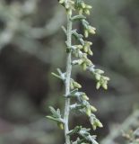 Artemisia santonicum