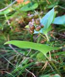 Maianthemum bifolium. Верхушка плодоносящего растения. Архангельская обл., Онежский р-н, берег Белого моря, березняк с примесью сосны. Август 2014 г.