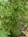 Dasiphora fruticosa