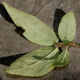 Forsythia giraldiana