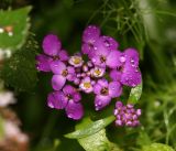 Iberis umbellata