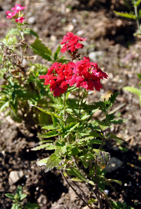 Изображение особи Glandularia peruviana.