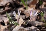 Colchicum kesselringii. Цветущие растения. Южный Казахстан, левобережье Сыр-Дарьи выше Сюткента. 30.03.2014.