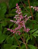 род Astilbe. Соцветие. Московская обл., Раменский р-н, окр. дер. Хрипань, садовый участок. 18.07.2014.