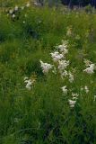 Filipendula ulmaria. Цветущие растения. Московская обл., Раменский р-н, окр. ж.-д. платформы Хрипань, просека под ЛЭП. 26.06.2014.