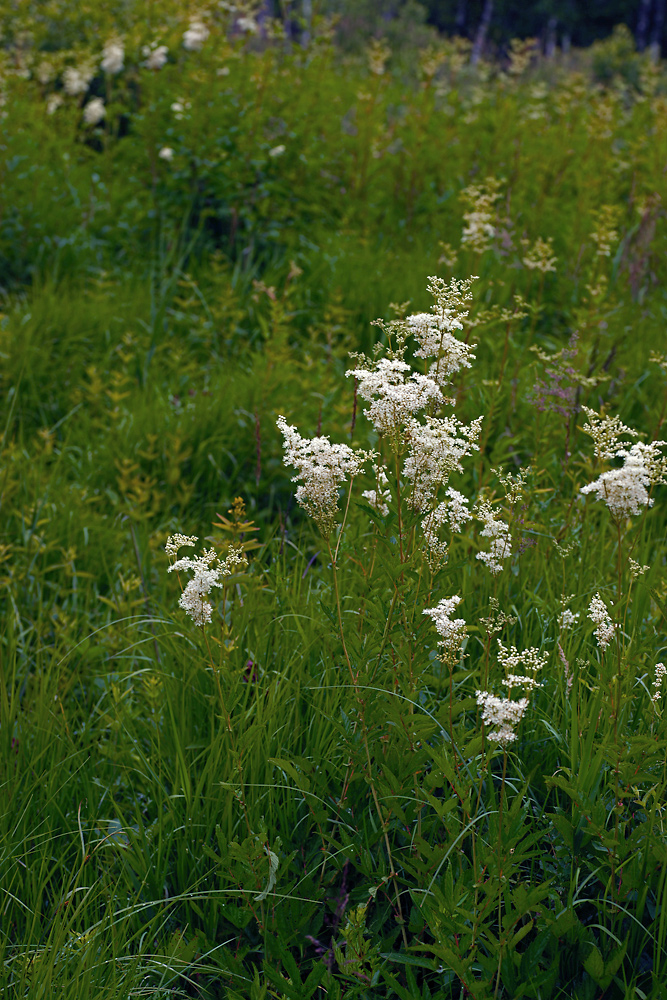 Изображение особи Filipendula ulmaria.
