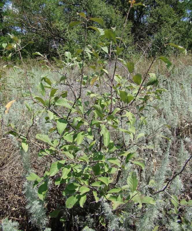 Image of Prunus stepposa specimen.