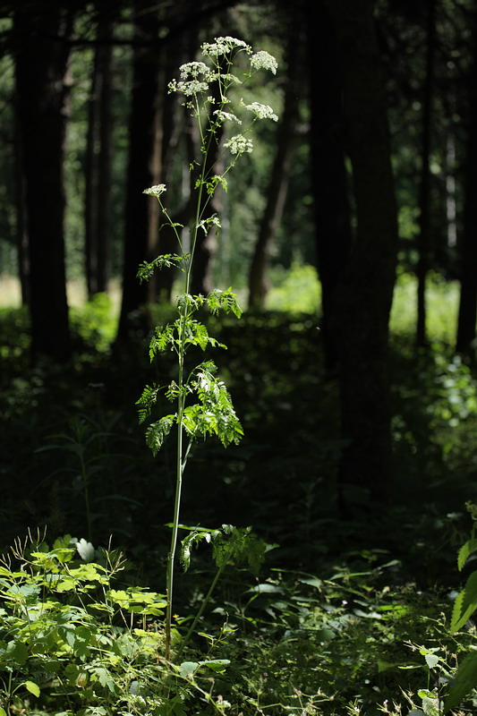 Изображение особи Conium maculatum.