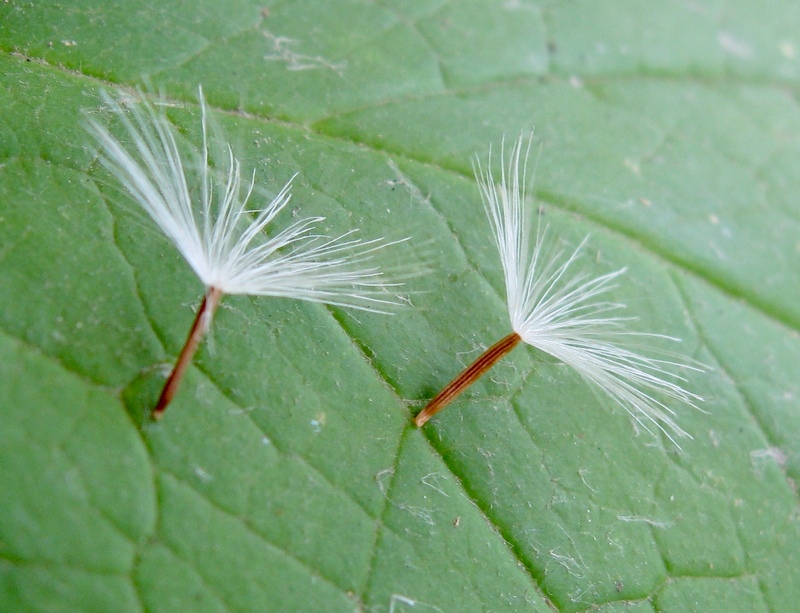 Image of Parasenecio hastatus specimen.