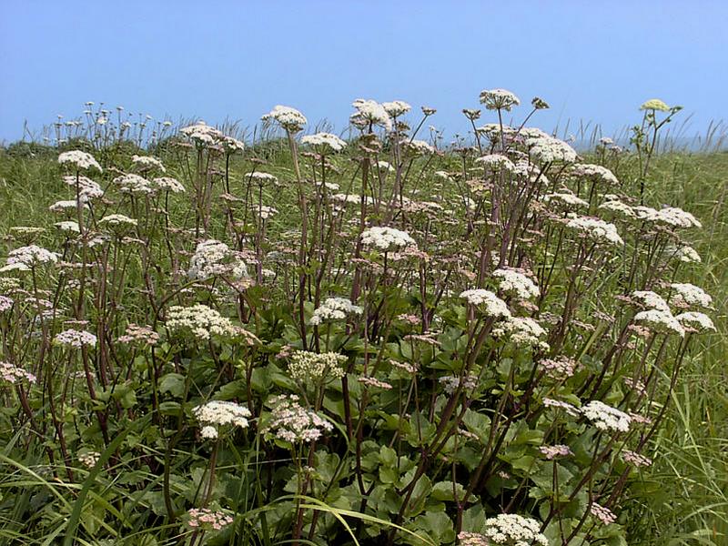 Изображение особи Ligusticum scoticum.