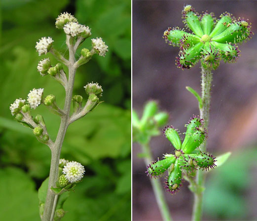 Изображение особи Adenocaulon adhaerescens.