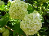 Viburnum opulus f. roseum