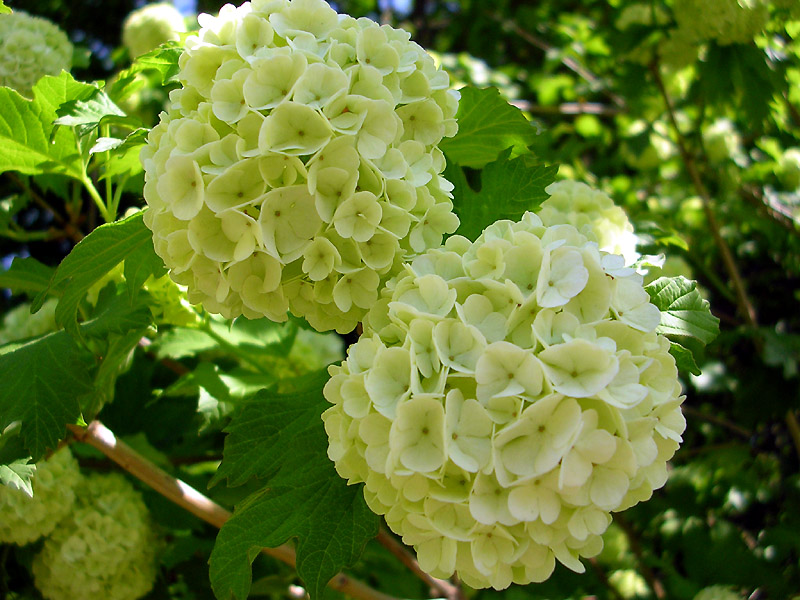 Изображение особи Viburnum opulus f. roseum.