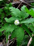 Anemone reflexa