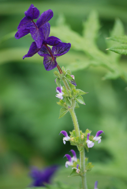 Image of Salvia viridis specimen.