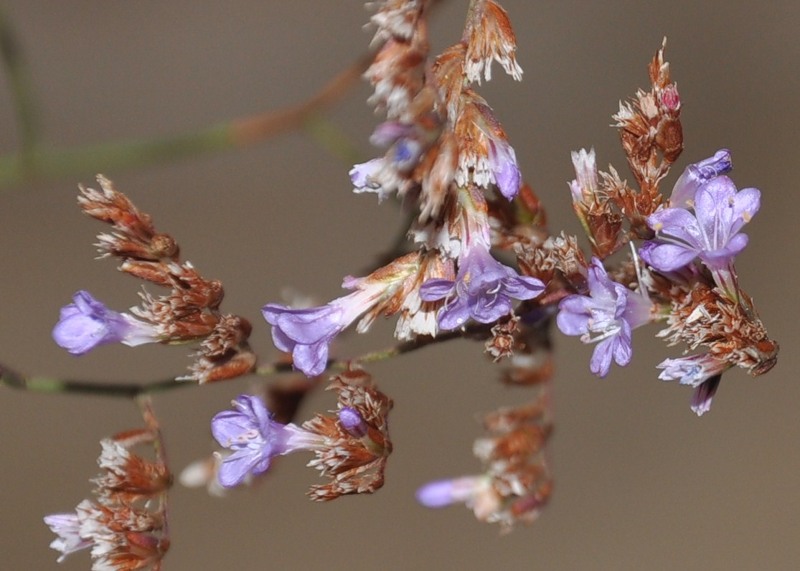 Изображение особи Limonium narbonense.