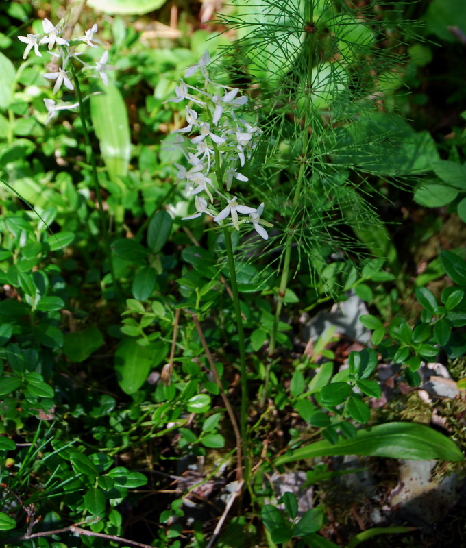 Image of Platanthera bifolia specimen.