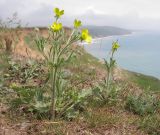 Ranunculus oxyspermus