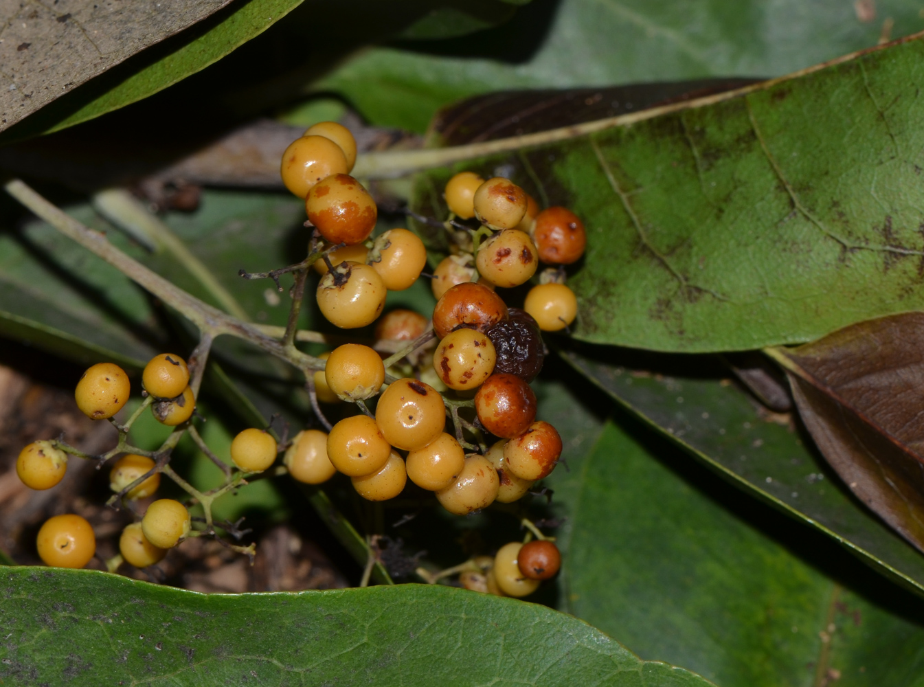 Image of Ehretia tinifolia specimen.