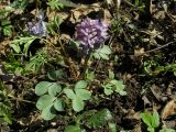 genus Corydalis