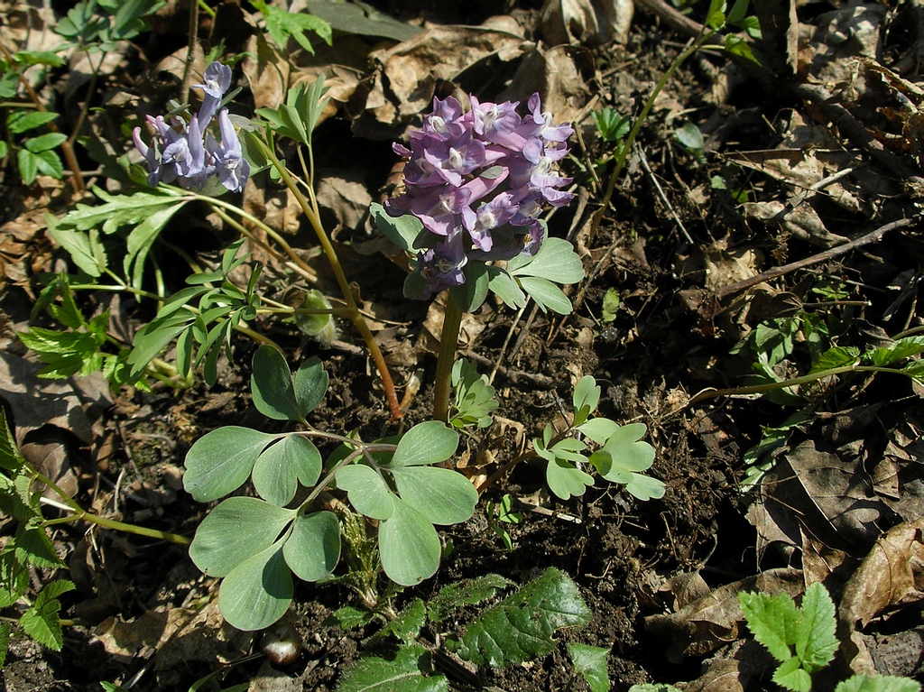 Изображение особи род Corydalis.