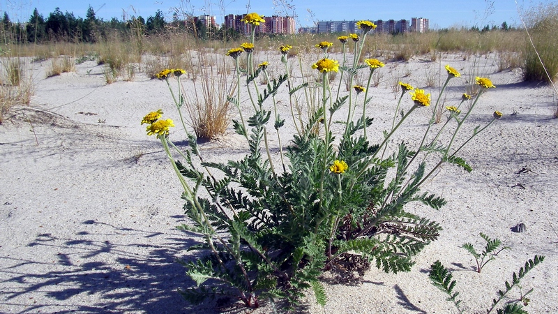 Image of Tanacetum bipinnatum specimen.