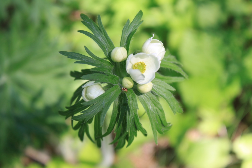 Изображение особи Anemonastrum crinitum.