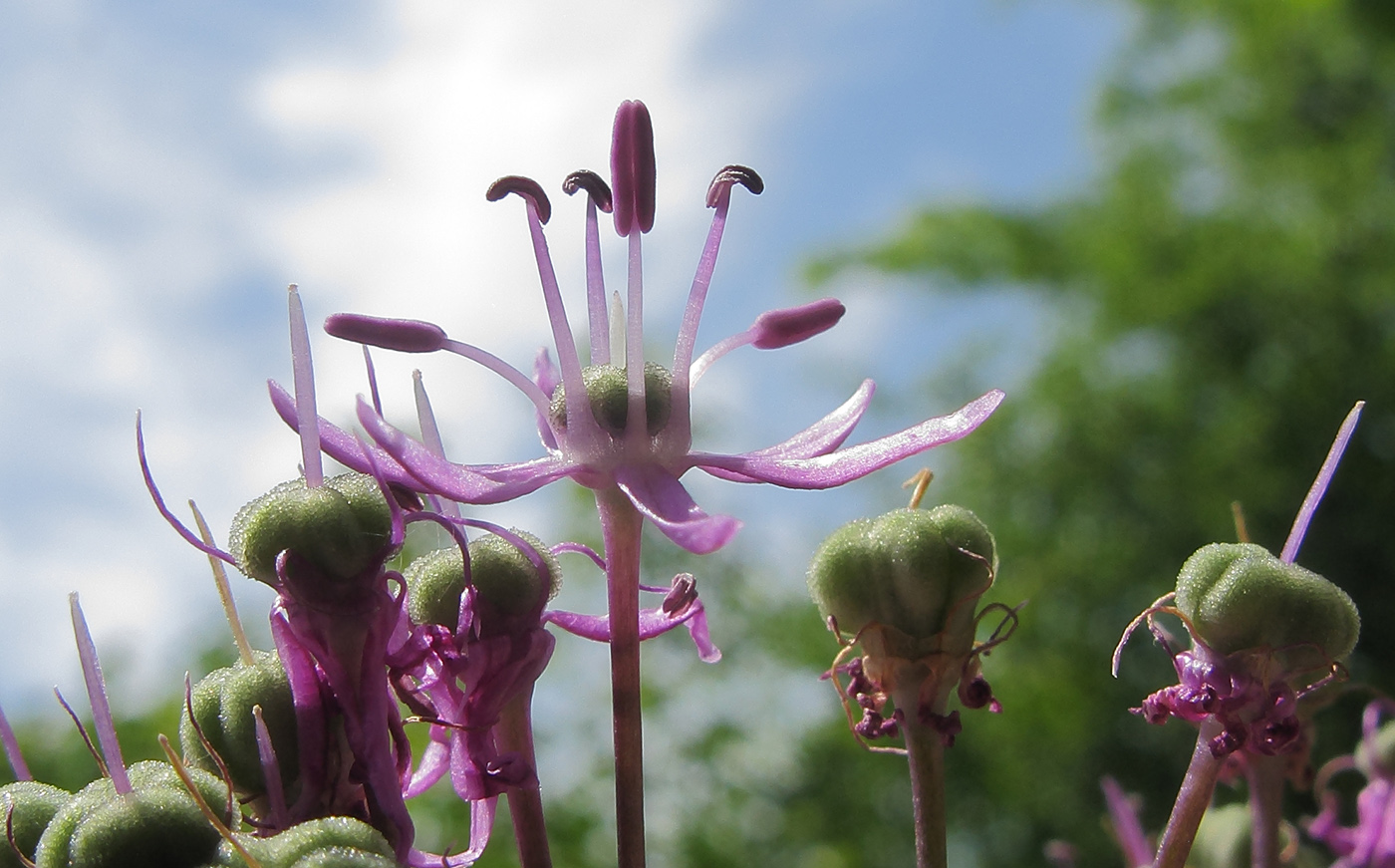 Изображение особи Allium altissimum.