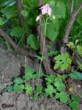 Aquilegia vulgaris