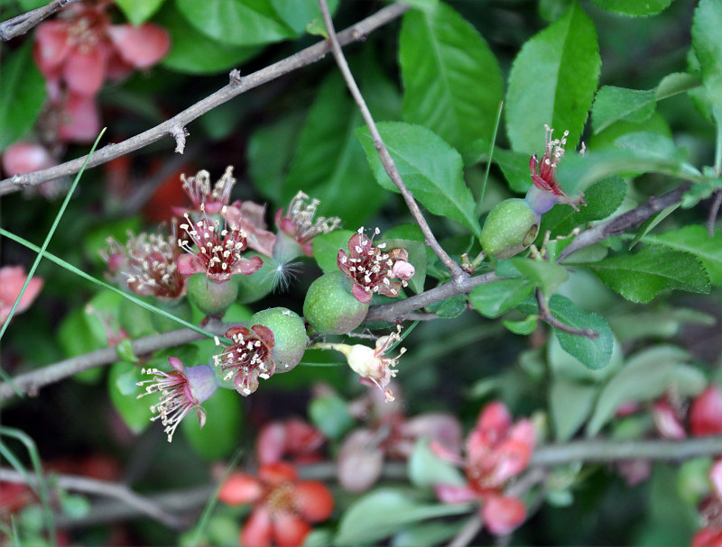 Изображение особи Chaenomeles japonica.