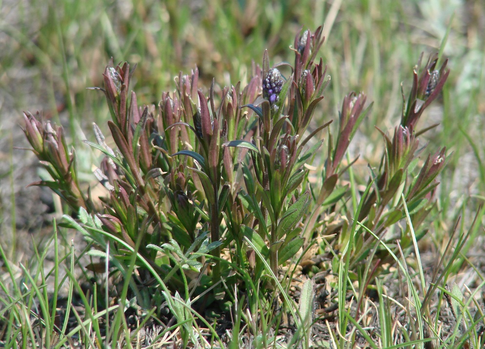 Изображение особи Polygala hybrida.