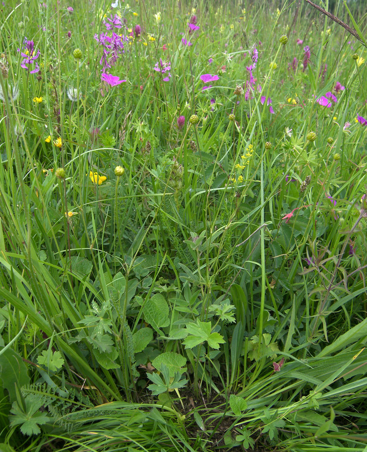 Image of Ranunculus oreophilus specimen.