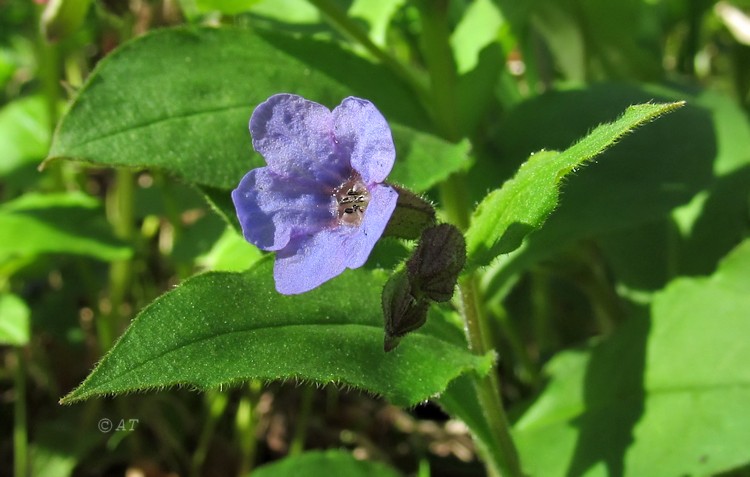 Изображение особи Pulmonaria obscura.