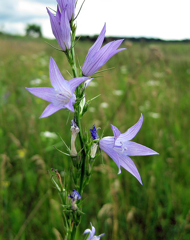 Image of Campanula rapunculus specimen.