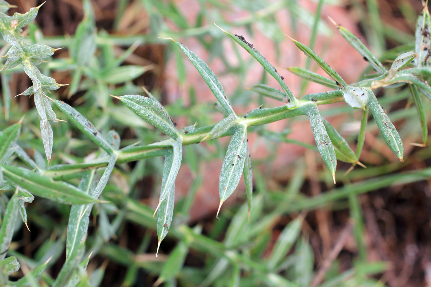 Image of Cousinia bonvalotii specimen.
