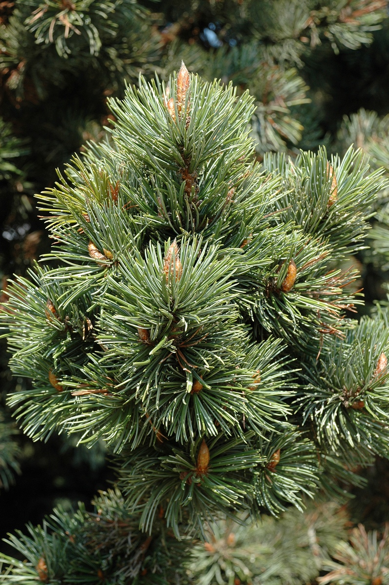 Изображение особи Pinus aristata.