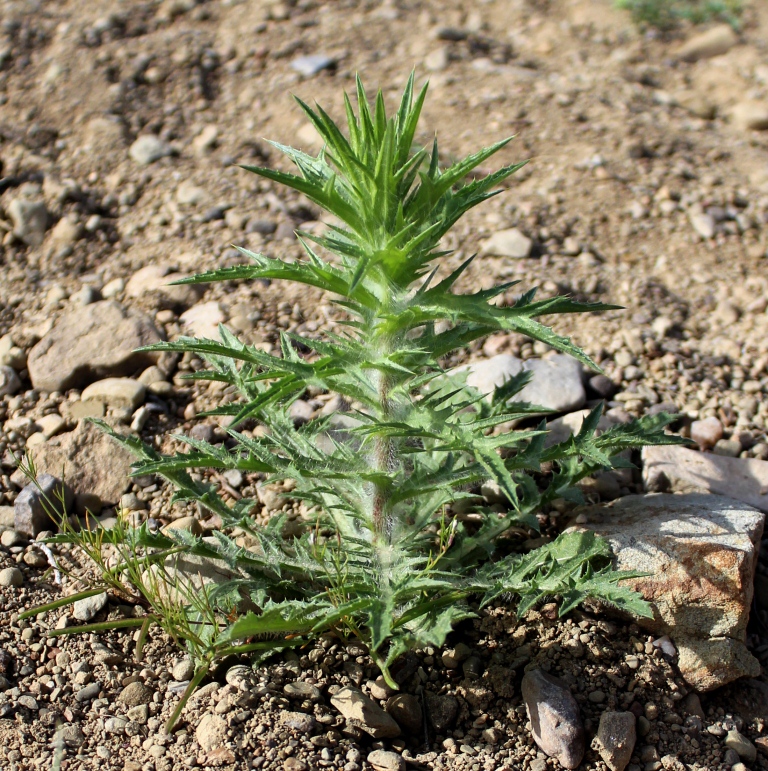 Изображение особи Carthamus &times; turkestanicus.