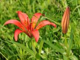 Lilium pensylvanicum