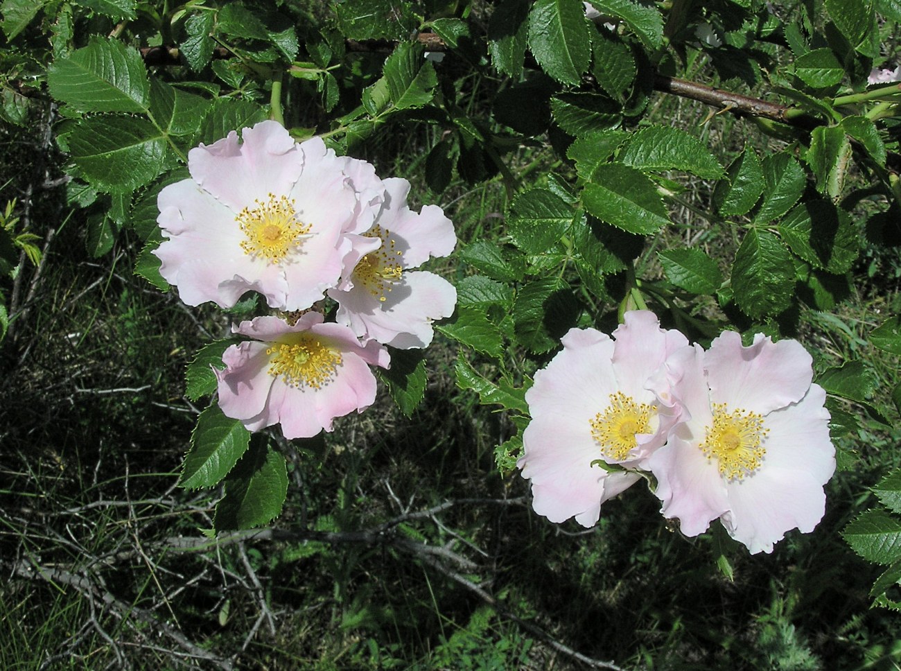 Image of genus Rosa specimen.