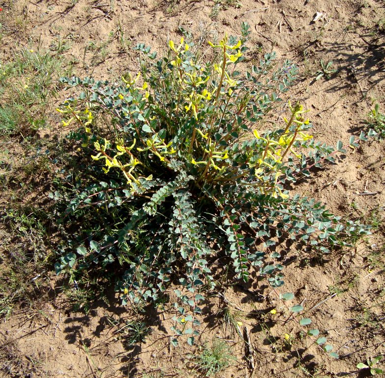 Image of Astragalus flexus specimen.